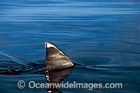 Great White Shark (Carcharodon carcharias) - with dorsal fin protruding from the surface. Found throughout the world's oceans, mostly temperate seas. Photo taken Neptune Islands, South Australia. Protected species Classified Vulnerable on IUCN Red List.
