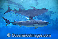 Tiger Shark (Galeocerdo cuvier). Found in Tropical seas, with seasonal sightings in warm temperate areas. Australia.