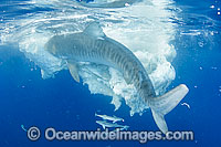 Tiger Shark (Galeocerdo cuvier), feeding on the remains of a Sperm Whale carcass, drifting in Great Barrier Reef waters, Qld, Australia. Found in Tropical seas, with seasonal sightings in warm temperate areas.