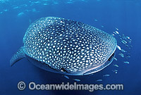 Whale Shark (Rhincodon typus) with Pilot Fish around mouth. Found throughout the world in all tropical and warm-temperate seas. Ningaloo Reef, Western Australia. Classified Vulnerable on the IUCN Red List.