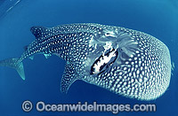 Surviving Whale Shark (Rhincodon typus) with extreme scarring on upper surface. Wound most likely caused by ship propeller. Ningaloo Reef, Western Australia. Classified Vulnerable on the IUCN Red List.