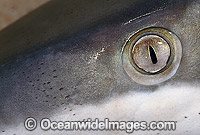 Dusky Shark (Carcharhinus obscurus) - showing detail of eye and sensory pores - known as ampullae of lorenzini. Also known as Black Whaler and Bronze Whaler. Abrolhos Islands, Western Australia
