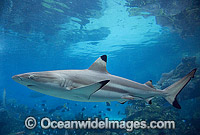 Blacktip Reef Shark (Carcharhinus melanopterus). Also known as Blacktip Shark. Great Barrier Reef, Queensland, Australia