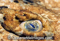 Eye detail of a Tasselled Wobbegong Shark (Eucrossorhinus dasypogon). Also known as Ogilbys Wobbegong and Carpet Shark. Great Barrier Reef, Queensland, Australia
