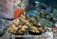 Banded Wobbegong Shark (Orectolobus halei). Also known as Ornate Wobbegong, Carpet Shark and Gulf Wobbegong. Previously described as (Orectolobus ornatus). Photo taken at Solitary Islands, Coffs Harbour, NSW, Australia.