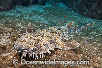 Spotted Wobbegong Shark (Orectolobus maculatus). Found along the southern coast of Australia, from Fremantle, WA, to Moreton Bay, Qld. Photo taken at Solitary Islands, New South Wales, Australia.
