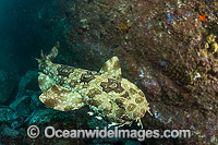 Spotted Wobbegong Shark (Orectolobus maculatus), swimming in mid water. Found in the eastern Indian Ocean from Western Australia to southern Queensland, Australia. Photo was taken at Solitary Islands, Coffs Harbour, New South Wales, Australia.