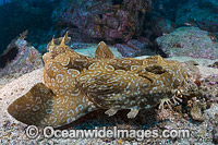 Spotted Wobbegong Shark (Orectolobus maculatus). Found in the eastern Indian Ocean from Western Australia to southern Queensland, Australia. Photo was taken at Solitary Islands, Coffs Harbour, New South Wales, Australia.