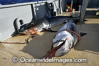 Tiger Sharks (Galeocerdo cuvier) caught on set drum lines. Abrolhos Islands, Western Australia