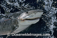 Tiger Shark (Galeocerdo cuvier) caught on set drum line. Abrolhos Islands, Western Australia