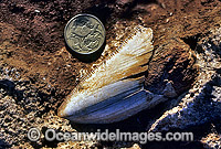 Fossil Shark tooth, most likely Great White Shark, embedded in a piece of miocene limestone. Cape Range National Park, Exmouth, Western Australia