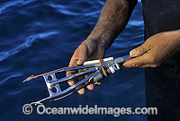 Custom made harpoon device used for attaching identification tag and transmitting device to Great White Sharks (Carcharodon carcharias). Port Lincoln, South Australia