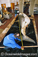 C.S.I.R.O. Shark scientist, Barry Bruce, and assistant measure a large female Great White Shark (Carcharodon carcharias) caught off South Australia.