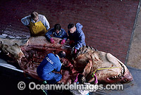 C.S.I.R.O. Shark scientist, Barry Bruce, and assistants inspect stomach contents and reproductive organs of a large female Great White Shark (Carcharodon carcharias) caught off South Australia.