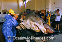 Scientists examine a large female Great White Shark (Carcharodon carcharias) caught off South Australia.
