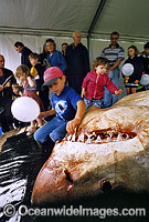 Spectators observe a large female Great White Shark (Carcharodon carcharias) on display. Shark was caught off South Australia.