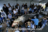 Spectators observe a large female Great White Shark (Carcharodon carcharias) on display. Shark was caught off South Australia.