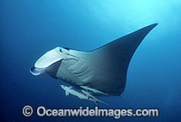 Giant Oceanic Manta Ray (Manta birostris). Found throughout the world in tropical and subtropical waters, but also can be found in temperate waters. Largest type of ray in the world, recorded at over 7.6 metres (26ft) across. Great Barrier Reef, Australia