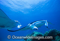 A pair of Giant Oceanic Manta Rays (Manta birostris), being cleaned at a fish cleaning station. Also known as Devil Ray and Devilfish. Photo taken at the Bommie, Heron Island, Great Barrier Reef, Queensland, Australia.