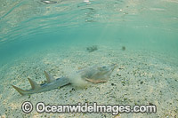 Giant Shovelnose Ray (Rhinobatos typus). Also known as Common Shovelnose Ray, Shovelnose Shark and Shovelnose Guitarfish. Found throughout the Indo-Pacific, including tropical Australian waters. Photo taken at Heron Island, Great Barrier Reef, Australia.