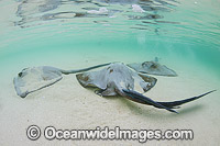Cowtail Stingrays (Pastinachus sephen), foraging in the shallows close to shore. Also known as Fantail Ray, Feathertail Stingray, Banana-tail Ray. Found throughout the Indo-Pacific. Photo taken at Heron Island, Great Barrier Reef, Australia.