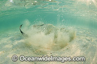 Cowtail Stingray (Pastinachus sephen), emerging from a sandy bottom. Also known as Fantail Ray, Feathertail Stingray, Banana-tail Ray. Found throughout the Indo-Pacific. Photo taken at Heron Island, Great Barrier Reef, Australia.
