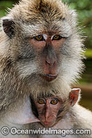 Long-tailed Macaque (Macaca fascicuiaris), mother and baby. Also known as Bali Monkey. Photo taken at Sacred Monkey Forest of Padangtegal, Ubud, Bali, Indonesia.