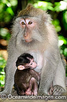 Long-tailed Macaque (Macaca fascicuiaris), mother and baby. Also known as Bali Monkey. Photo taken at Sacred Monkey Forest of Padangtegal, Ubud, Bali, Indonesia.