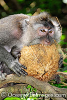 Long-tailed Macaque (Macaca fascicuiaris), feeding on a coconut. Also known as Bali Monkey. Photo taken at Sacred Monkey Forest of Padangtegal, Ubud, Bali, Indonesia.