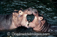 Common Hippopotamus (Hippopotamus amphibious) - a pair mouthing. Kenya, Africa