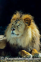 Lion (Panthera leo) - adult male. African Lion. Captive animal