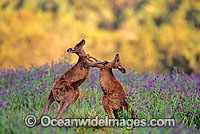 Eastern Grey Kangaroo (Macropus giganteus) - two sparring young males. Warrumbungle National Park, New South Wales, Australia