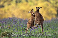 Eastern Grey Kangaroo (Macropus giganteus) - two sparring young males. Warrumbungle National Park, New South Wales, Australia