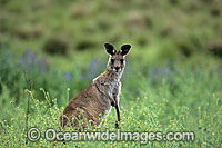 Eastern Grey Kangaroo (Macropus giganteus). Warrumbungle National Park, New South Wales, Australia