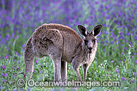 Eastern Grey Kangaroo (Macropus giganteus) - amongst flowering Paterson's Curse. Warrumbungle National Park, New South Wales, Australia