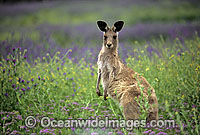 Eastern Grey Kangaroo (Macropus giganteus) - amongst flowering Pattersons Curse. Warrumbungle National Park, New South Wales, Australia