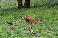 Eastern Grey Kangaroo (Macropus giganteus) - male hopping. Warrumbungle National Park, New South Wales, Australia