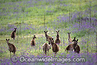 Eastern Grey Kangaroo (Macropus giganteus) - mob feeding amongst flowering Paterson's Curse. Warrumbungle National Park, New South Wales, Australia