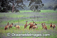 Eastern Grey Kangaroo (Macropus giganteus) - mob feeding amongst flowering Paterson's Curse. Warrumbungle National Park, New South Wales, Australia