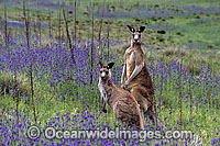 Eastern Grey Kangaroo (Macropus giganteus) - male & female. Warrumbungle National Park, New South Wales, Australia