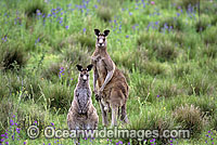 Eastern Grey Kangaroo (Macropus giganteus) - male & female. Warrumbungle National Park, New South Wales, Australia