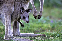 Eastern Grey Kangaroo (Macropus giganteus) - mother with joey in pouch. Warrumbungle National Park, New South Wales, Australia