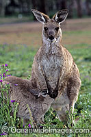 Eastern Grey Kangaroo (Macropus giganteus) - joey feeding on mothers milk. Warrumbungle National Park, New South Wales, Australia