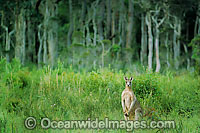 Eastern Grey Kangaroo (Macropus giganteus) - resting in bush land. Coffs Harbour, New South Wales, Australia