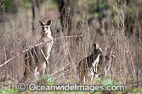 Eastern Grey Kangaroo (Macropus giganteus) - sheltering in tall grasses. Found in forests, woodlands and shrublands throughout eastern Australia. Photo taken Warrumbungle National Park, New South Wales, Australia