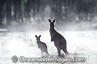 Eastern Grey Kangaroo (Macropus giganteus) - mother with joey in early morning mist. Found in forests, woodlands and shrublands throughout eastern Australia. Photo taken Warrumbungle National Park, New South Wales, Australia