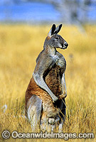 Red Kangaroo (Macropus rufus) - male. Photo taken at Kinchega National Park, Western New South Wales, Australia
