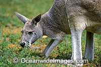 Red Kangaroo (Macropus rufus) - grazing. Photo taken at Kinchega National Park, Western New South Wales, Australia
