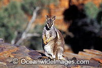 Black-footed Rock Wallaby (Petrogale lateralis) on rocky cliff. Central Australia