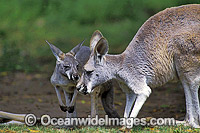 Red Kangaroo (Macropus rufus) - mother with joey. Photo taken at Kinchega National Park, Western New South Wales, Australia